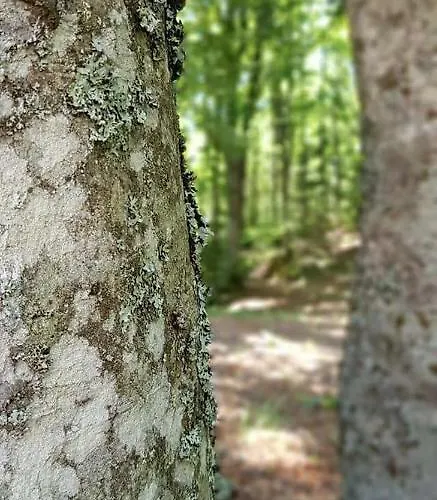 بيت شباب Casa Delle Guardie Rifugio Madonna di Fornelli